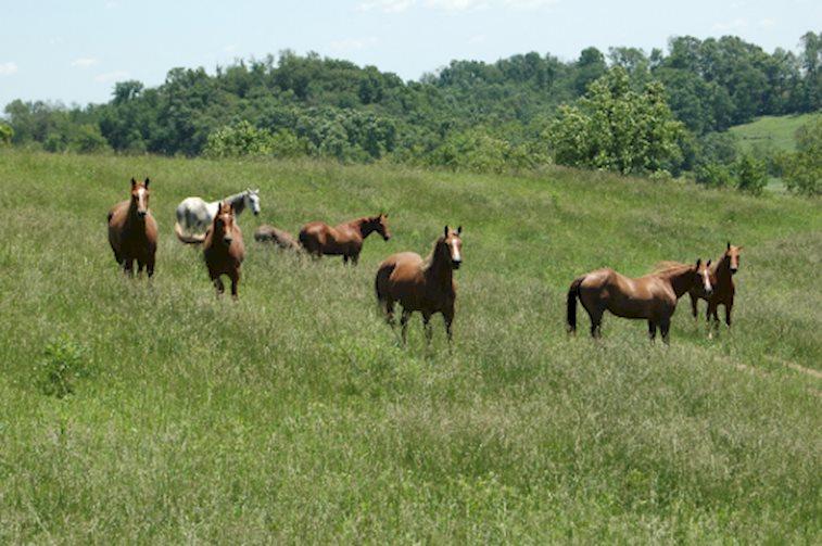 Amish Country Riding Stables