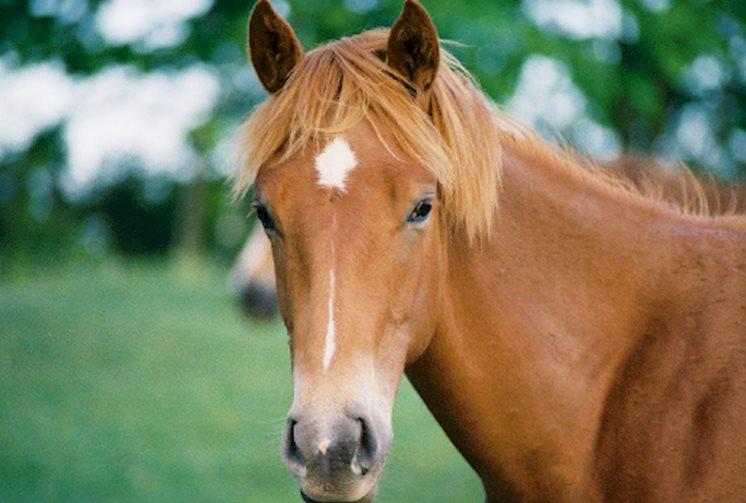 Amish Country Riding Stables