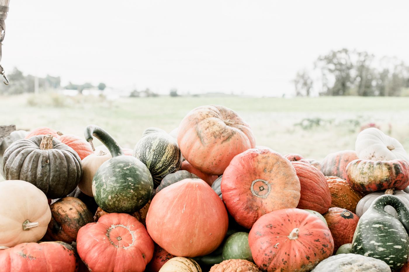 Fall pumpkins stacked up for sale