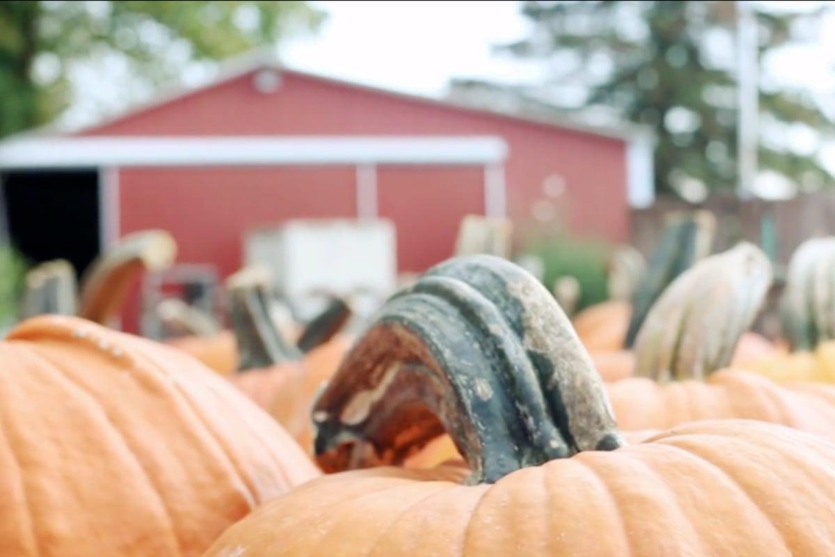 Moreland Fruit Farm pumpkin patch