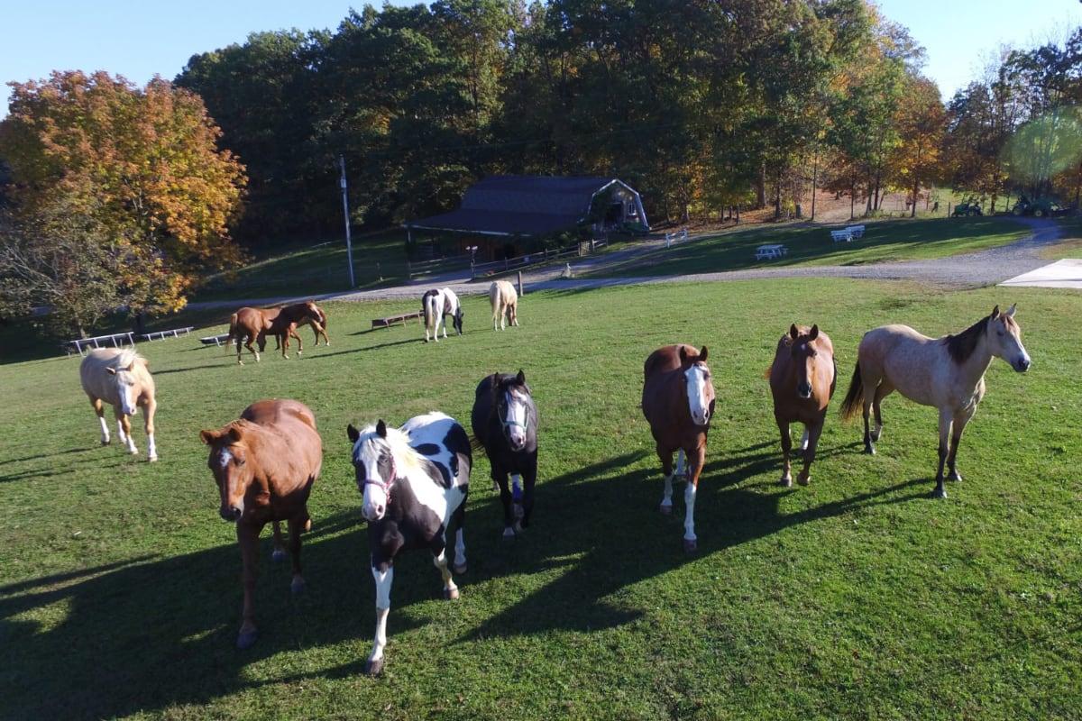 Amish Country Riding Stables