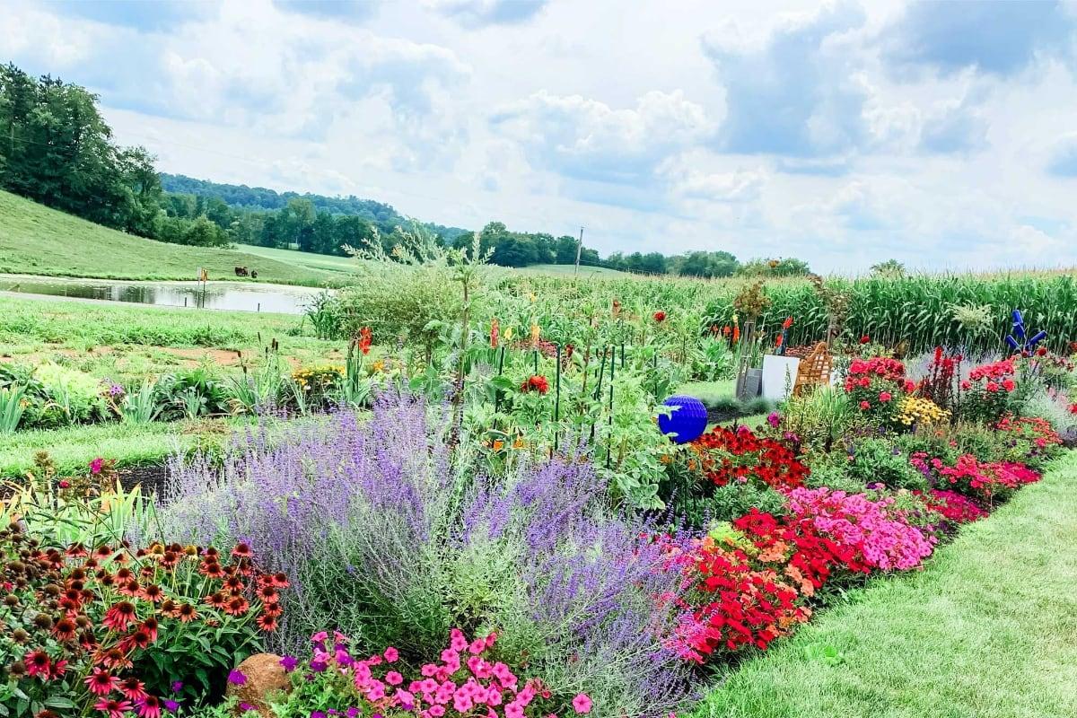 Hummingbird Hill Flower Farm