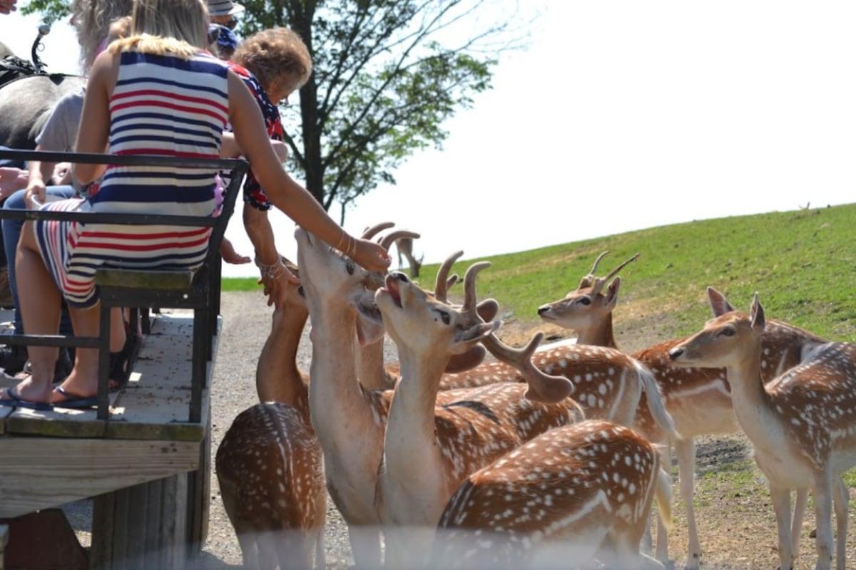 The Farm at Walnut Creek exotic animal tour