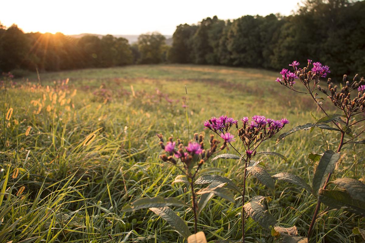 meadow