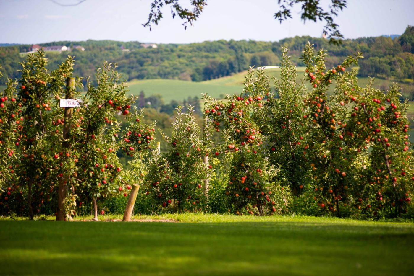 Apple orchard at Hillcrest Orchard in Walnut Creek, Ohio