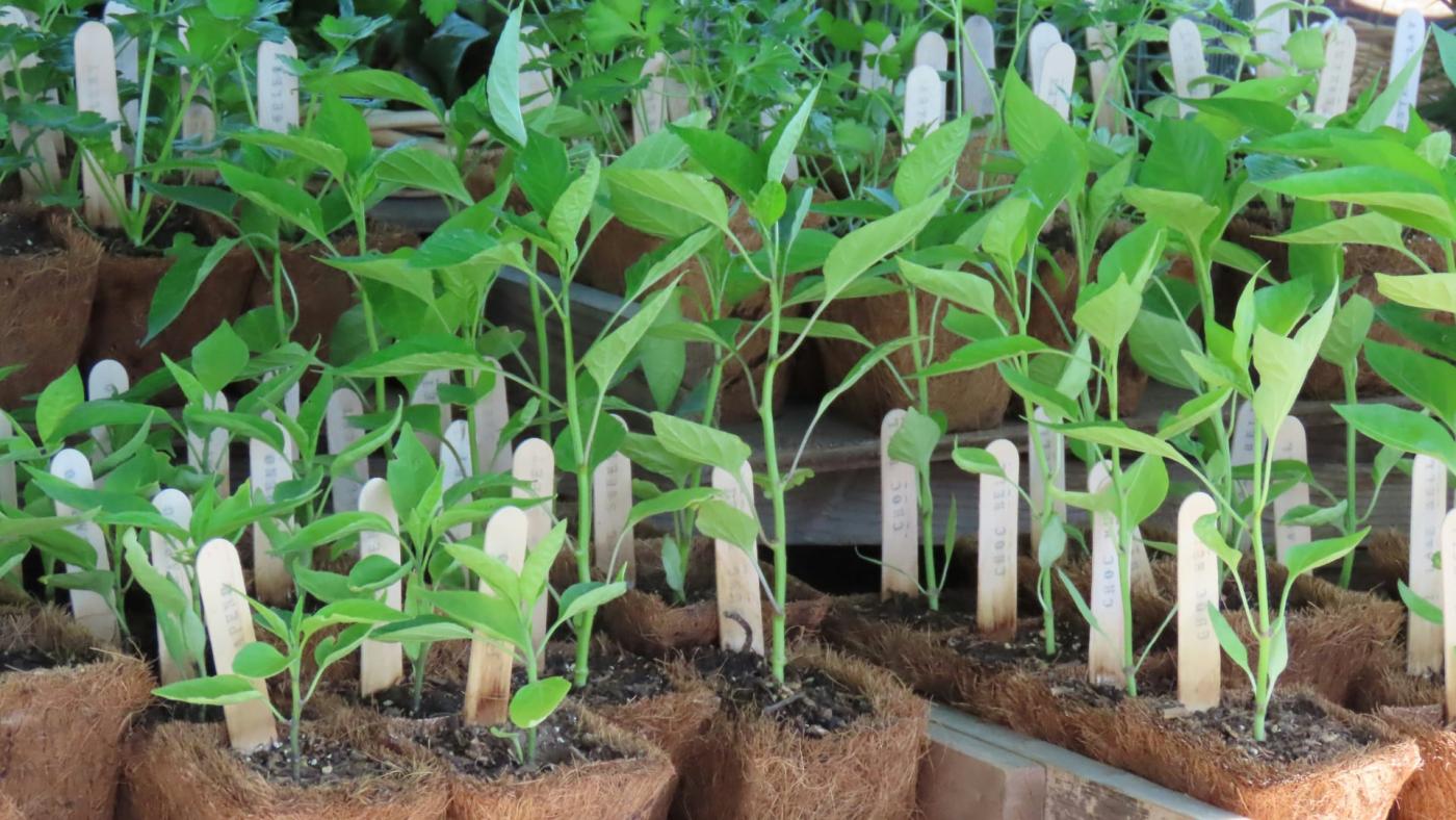 Plant sale of vegetable starts