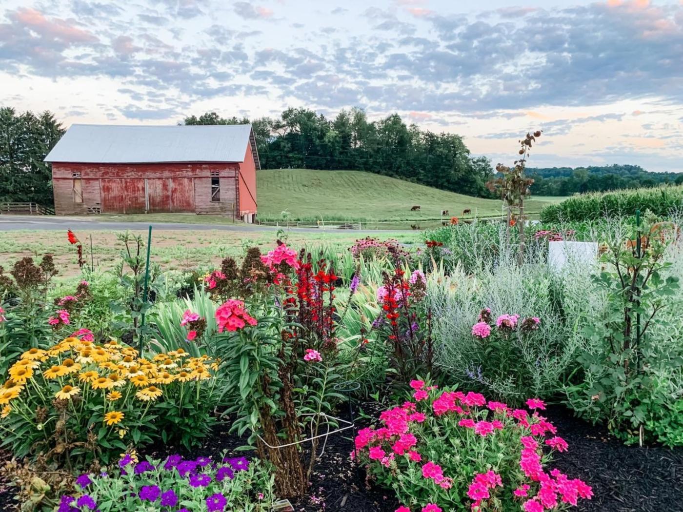 Humming Bird Hill Flower Farm in full bloom on a summer evening