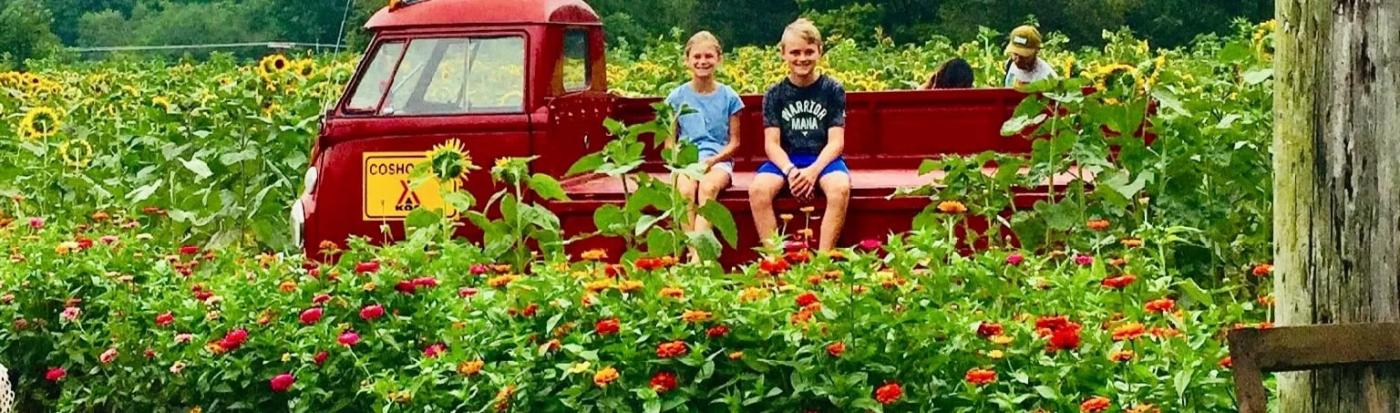 Kids in the be of a vintage pickup truck surrounded by sunflowers