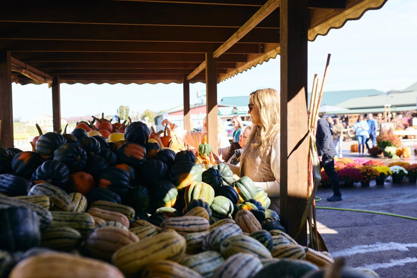 Mums, pumpkins and squash at Hershberger's