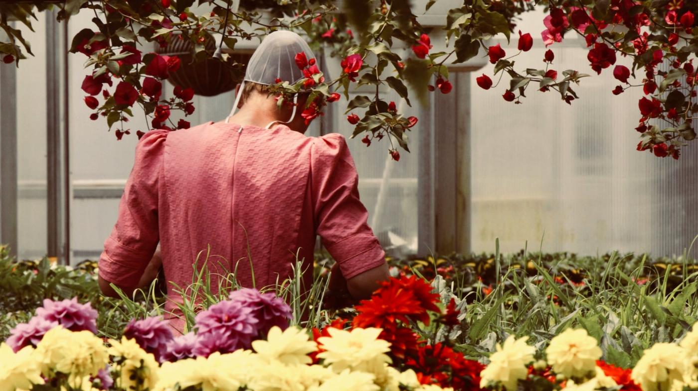 Amish woman tending to flowers in a greenhouse