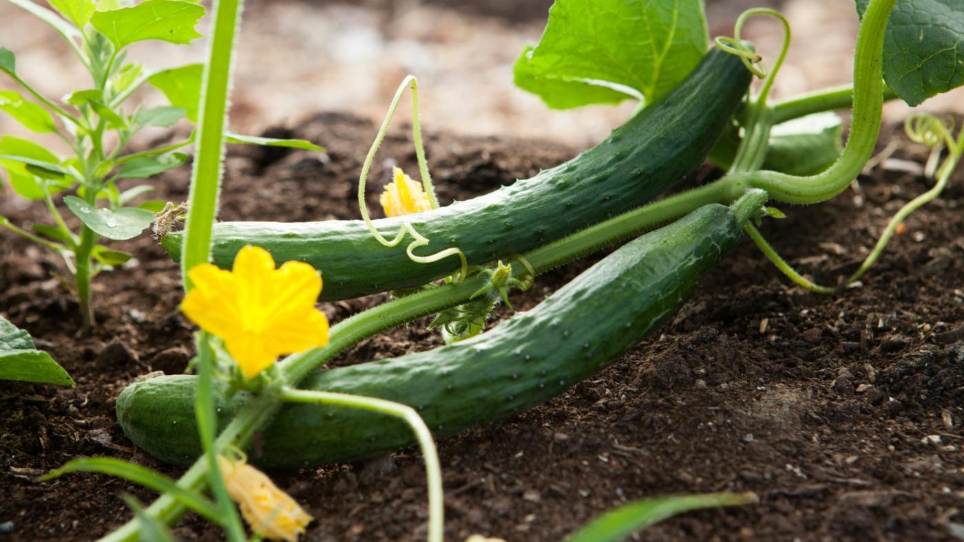 Cucumbers in a garden