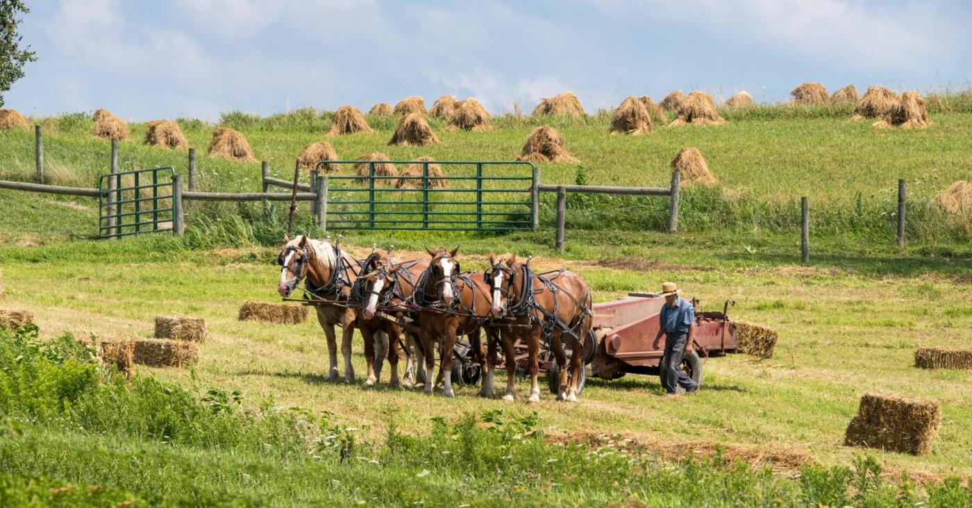 Amish man with a team of horses in a field