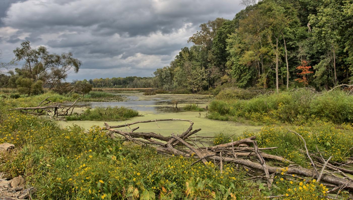 Killbuck Marsh