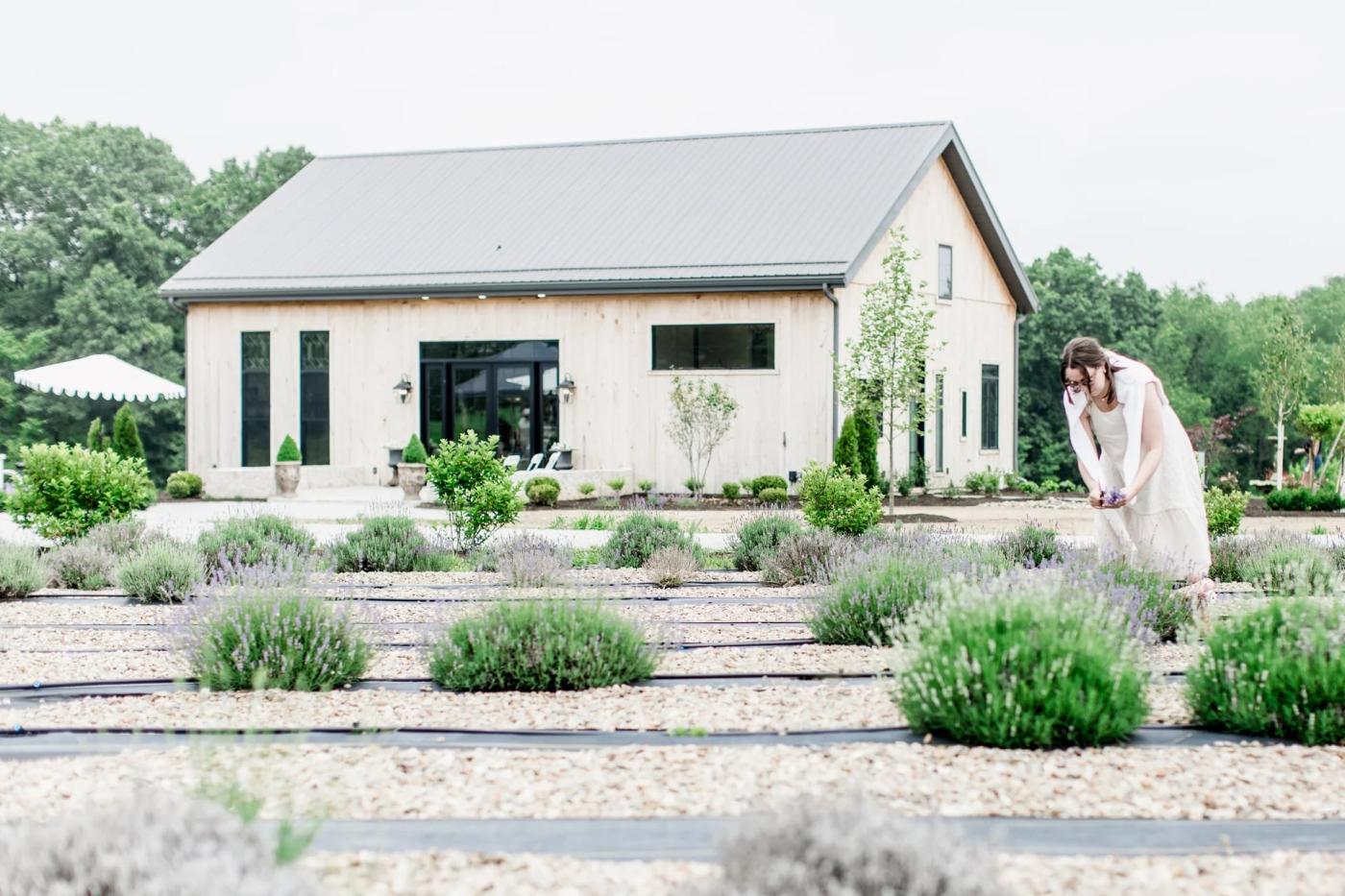The bard and lavender fields at Eliot Estate