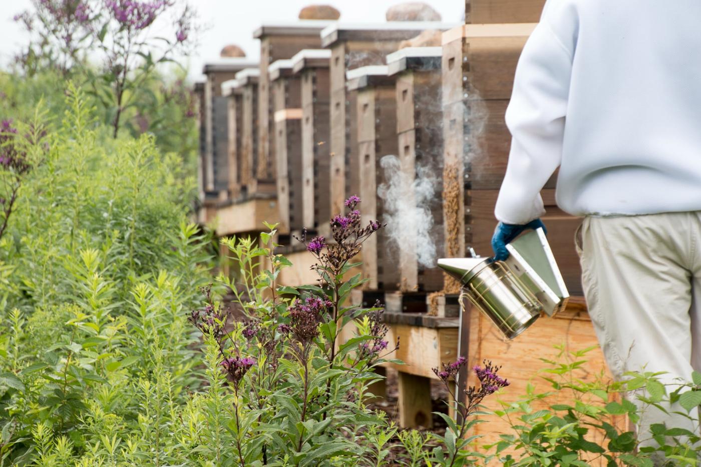 Honey harvest in Holmes County